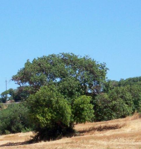 albero di carrubbe